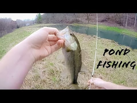 bass fishing at night Bass Fishing With Senkos in a Pond