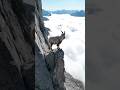 🐐 Как этот козёл вообще не падает? #shorts #горныйкозел #животные