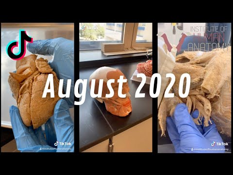 Human Anatomy TikTok Compilation | August 2020 | Institute of Human Anatomy