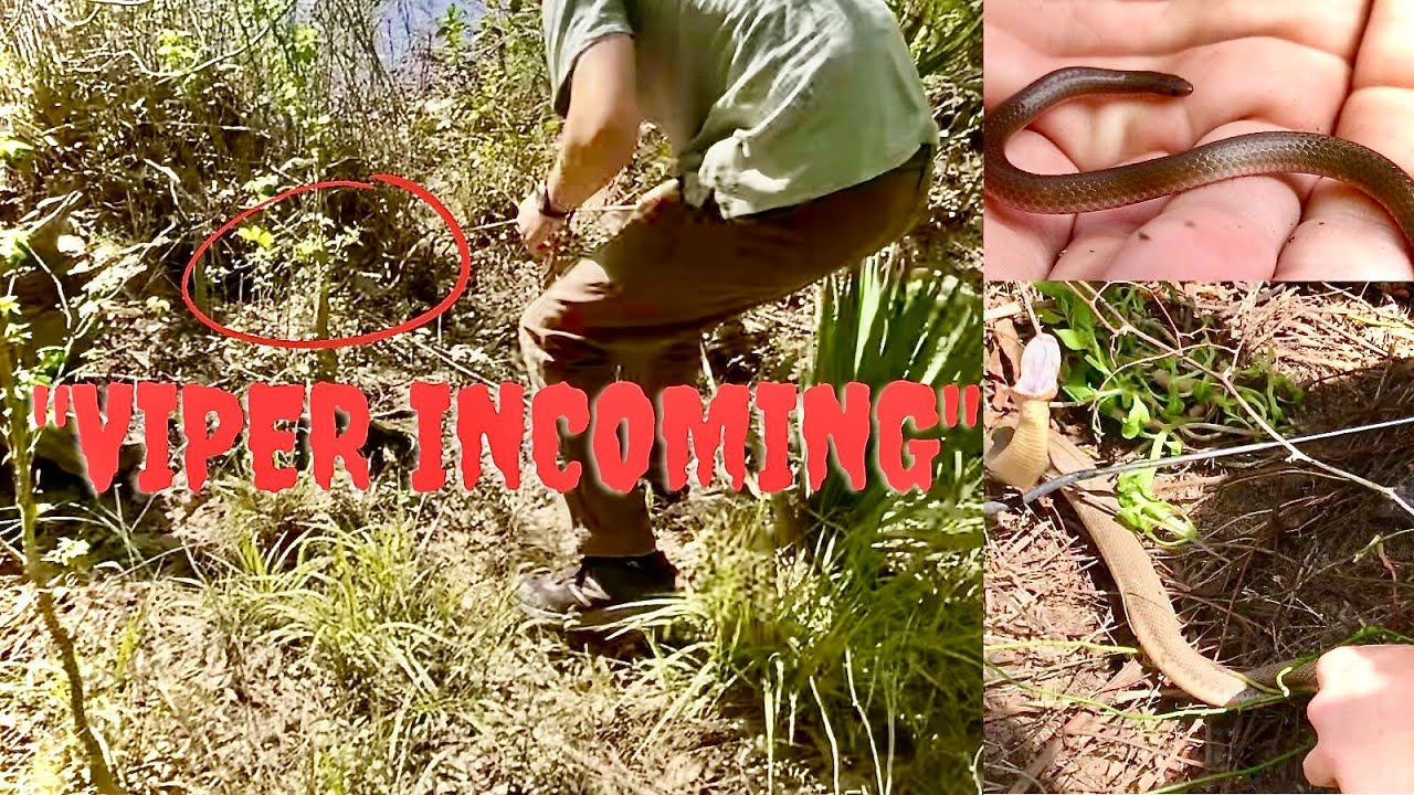 Cottonmouth Wrangling and Other Snakes! YouTube