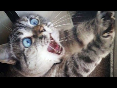 funny-cats-&-dogs---best-video-ever