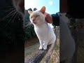 【cat】柵の上を器用に歩く猫ちゃん【बिल्ली】