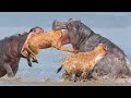 Horrible... Lion Died Unjustly In The Confrontation With The Wide-Mouthed Hippo