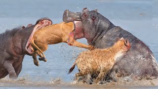 Horrible... Lion Died Unjustly In The Confrontation With The Wide-Mouthed Hippo