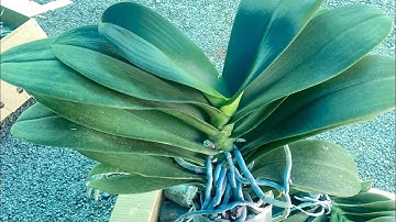 Lan Hồ Điệp Thuần Vỏ Thông Chơi Tết 2026 Cây Đẹp Và Nhiều Màu Sắc ! LH 0902889523