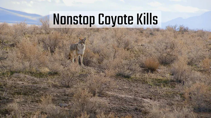 Awesome FOXPRO Coyote Hunting
