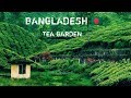 Bangladesh  the most beautiful tea garden youll ever visit  sylhet