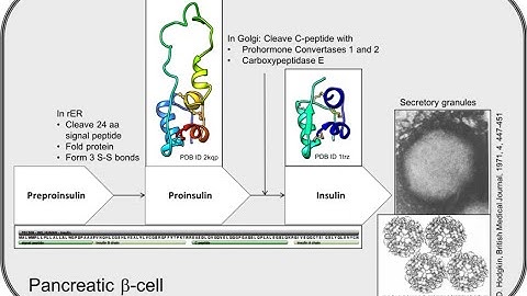 Insulin Biosynthesis