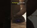 Earthquake Ears How Elephants Listen with their feet