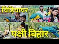 Zoo Indore | Bird Aviary | पक्षी विहार | Kamla Nehru Prani sangrahalay | American parrot | चिड़ियाघर