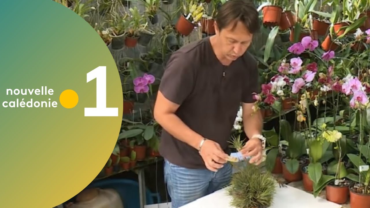 27 - Astuce jardinage : Le tillandsia - YouTube