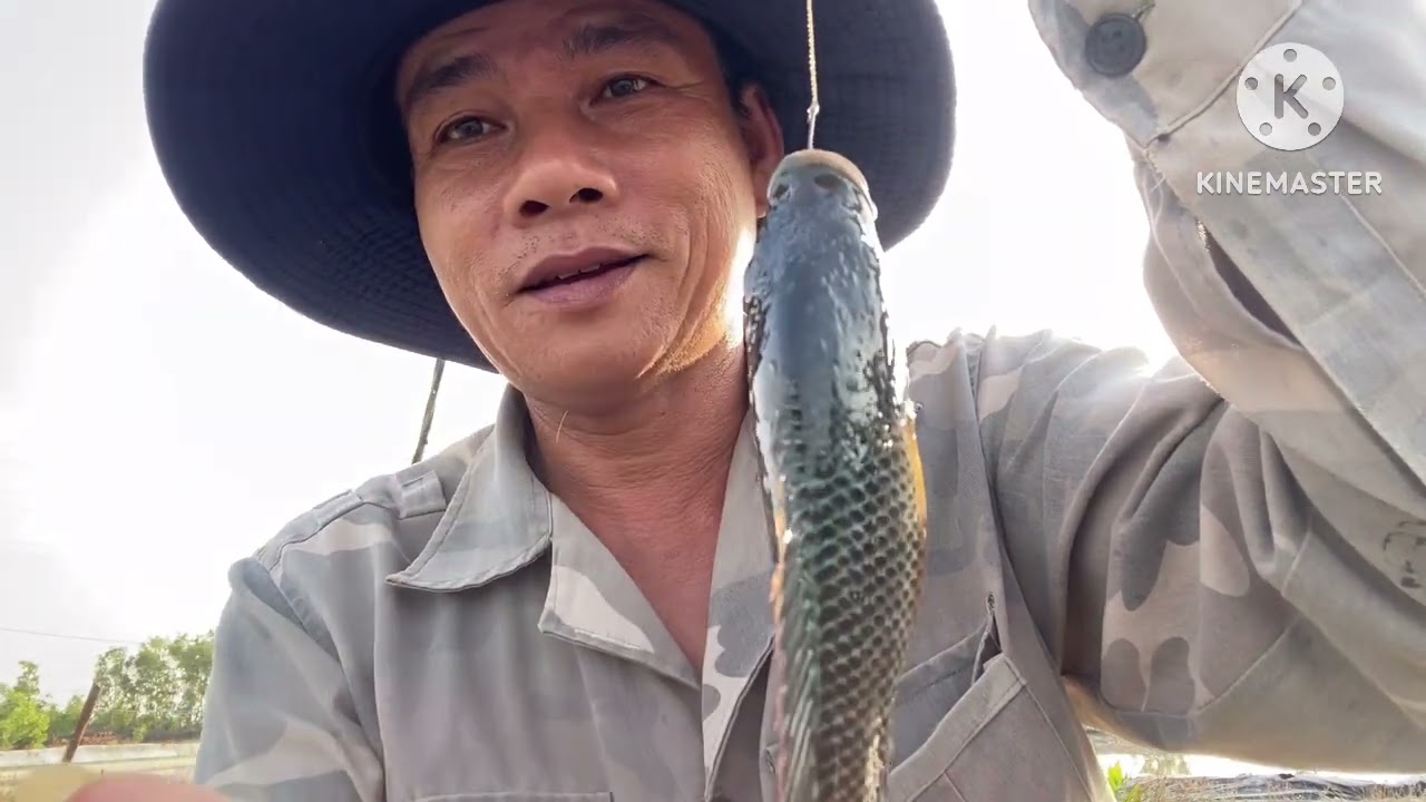 Nay Em Chia Sẽ Bài Mồi Cám Ủ Chua Cá Ưa Thích Nhất/ Giật Cá Liên Tục 