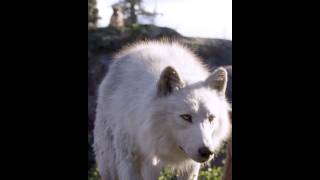 UNBELIEVABLE CANINE HEROISM! | Buck&#39;s Incredible Wolf Rescue | Call of the Wild (2009)