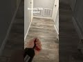 Working webshooter