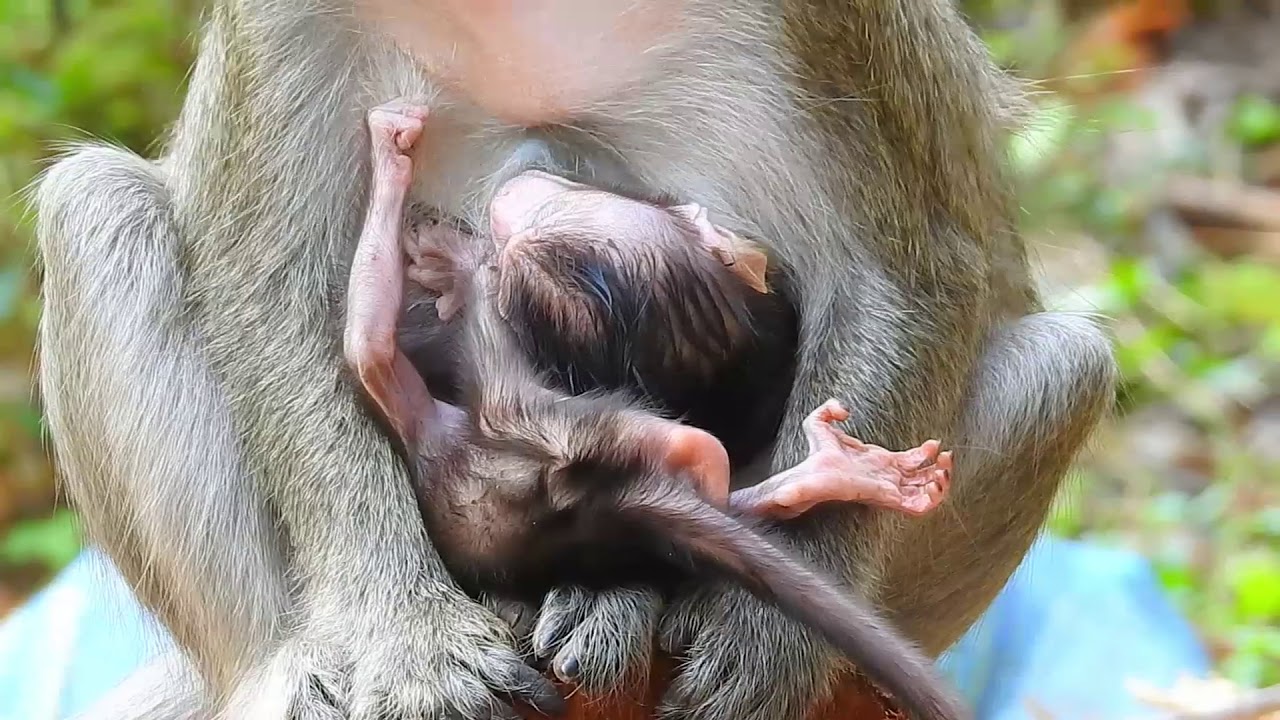 Why Casi Carry Poor Baby Calvin Like This?,Mom Leave Calvin Alone Don't Care About Him So SAd