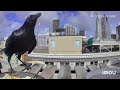 I Whistle…and He Actually Comes 🐦⬛🖤