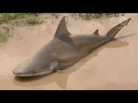 Video: Kur u zbulua peshkaqeni porbeagle?