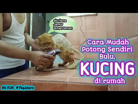 Tutorial Potong Bulu KUCING Pakai Gunting Atau Alat Cukur~Dikerjakan  Sendiri Di Rumah