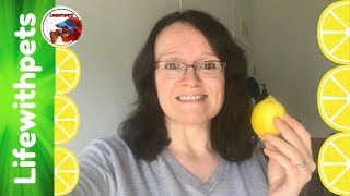Lemons for Leukemia Challenge LIVE!