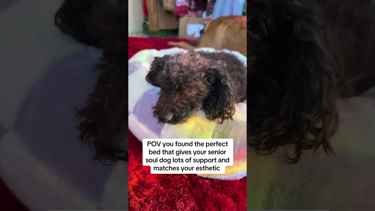 Cozy Winter Dog Bed Alert! 