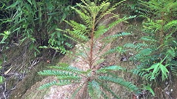 Qhia tshuaj zoo nyuj twm qaib npua tso quav dawb tuag aws xa rau Ly Chay