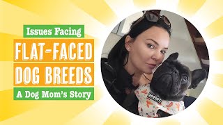 Why Do Frenchies Make Weird Noises | Brachycephalic Dog Breeds | Issues Facing Flat-Faced Dogs by Dog Nerd Show 724 views 11 months ago 54 minutes