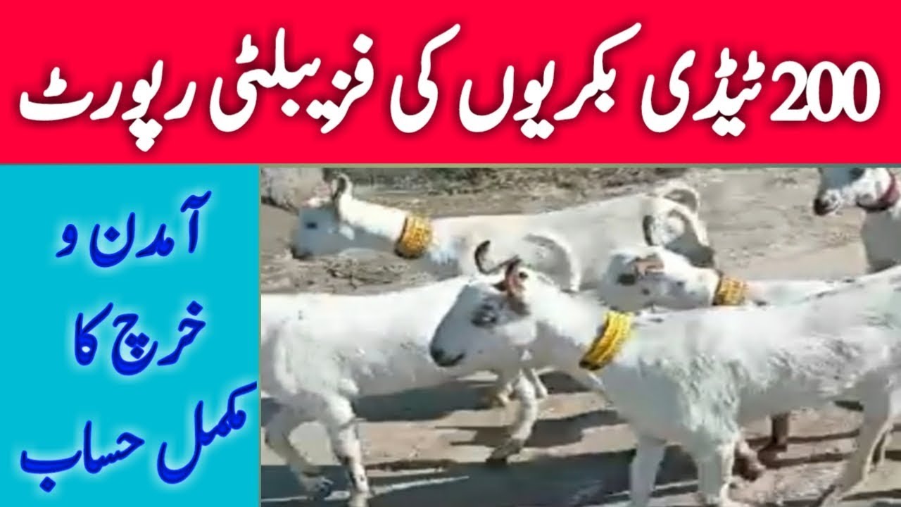 Teddy Goat Farming Feasibility Taddy Goat Farming in Pakistan tady Goat Farming for meat