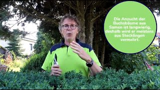 Buchsbäume Einfach Vermehren
