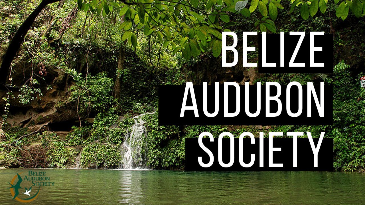 Belize Audubon Society Profile