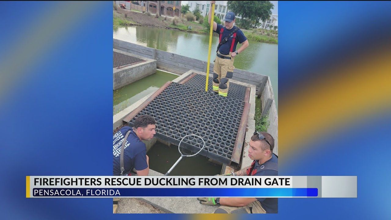 Firefighters rescue baby duck from storm drain in Pensacola - YouTube