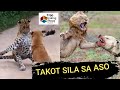 10 HAYOP NA KAYANG TALUNIN NG ASO | Dogs VS Wild Animals: Lion, Tiger, Leopard, Crocodile & Wolf