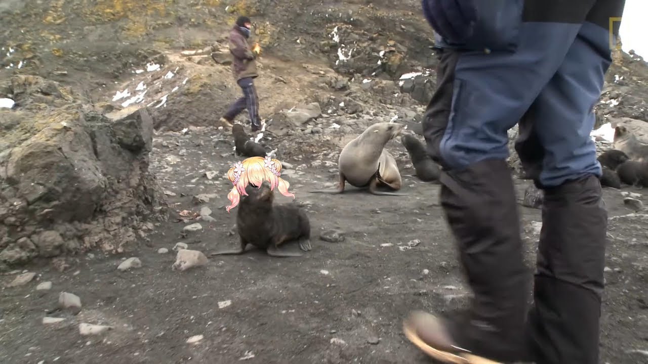 【Vtuber廢片】Nene Seal was captured by the oversea bros.被老外捕獲的遜豹。【桃鈴ねね/MomosuzuNene】【meme】