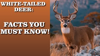 White-Tailed Deer | Characteristics, Antlers, and Unique Features Explained