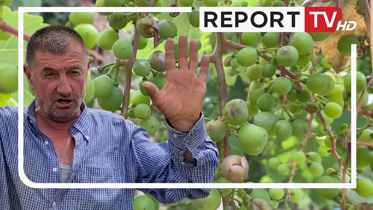 'Breshëri na ka shuar, mbetëm pa bukë! Mbi 200 fermerë të dëmtuar në Korçë!'