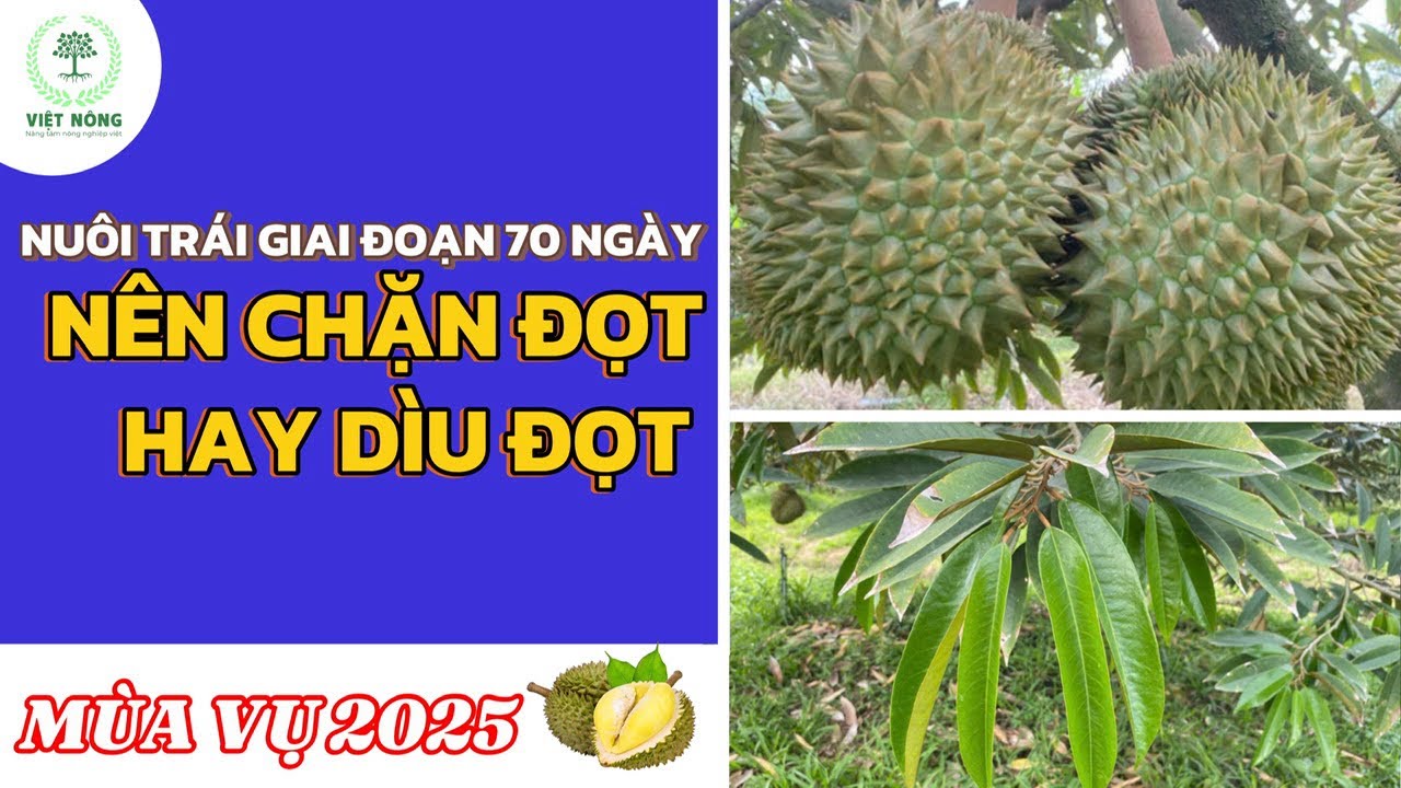 VIỆT NÔNG | GIAI ĐOẠN NUÔI TRÁI 70 NGÀY CÓ NÊN CHẶN ĐỌT HAY DÌU ĐỌT?