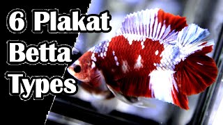 Different Types Of Plakat Betta Fish