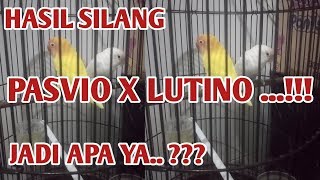 PASVIO X LUTINO | PERSILANGAN ANTARA PASVIO X LUTINO | PASTEL VIOLET X LUTINO | PASVIO | LUTINO