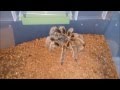 Tarantula Feeding Video 3
