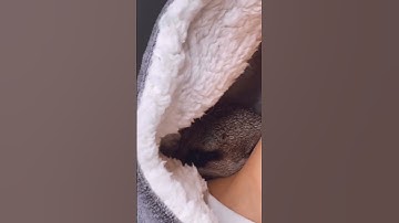 Kyle Thomas 💙 your 2nd @ has to get you a meerkat #kylethomas #shorts