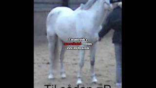 Den Vilde Hingst Bliver Gjordt Tam D