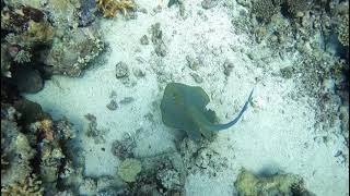 Blue Spotted Ray Maria Reef May 2021