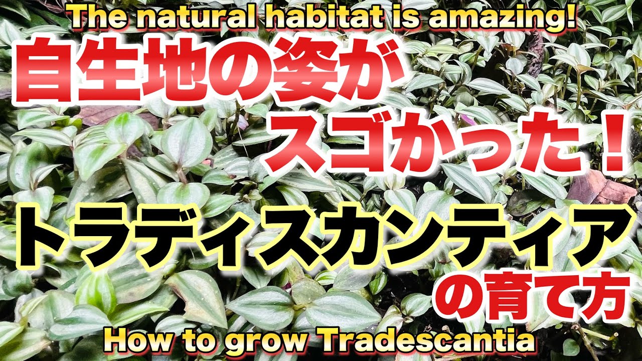 How to grow tradiscantia! Introducing the appearance of the native