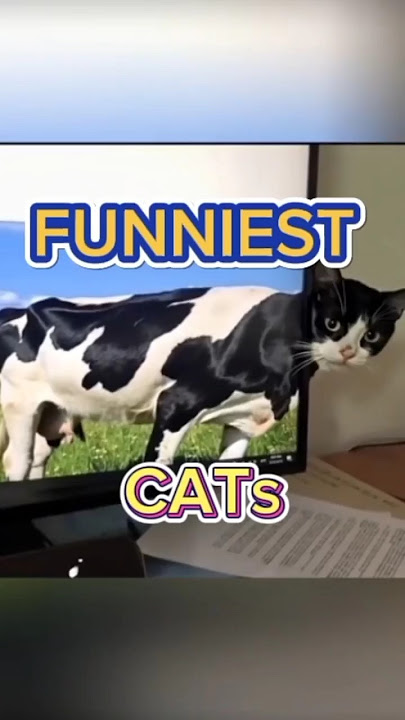 Hilarious and Adorable Cats Compilation! Funny Cat Videos #shorts