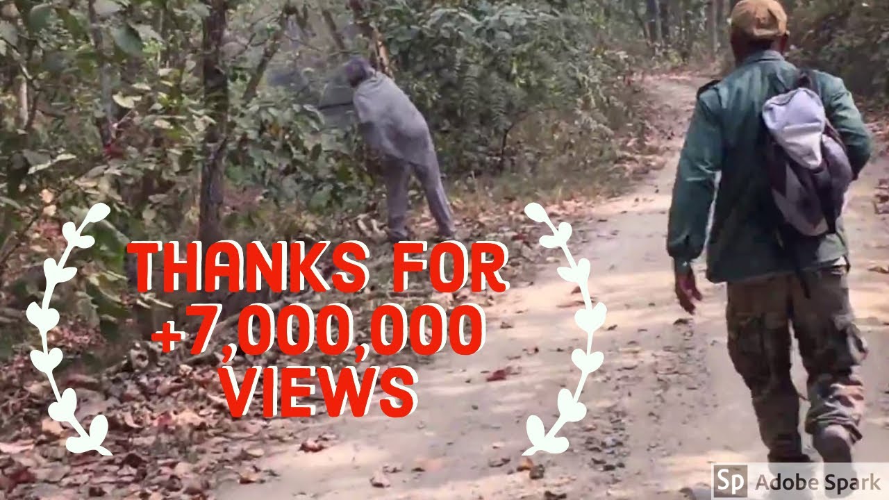 Close Encounter with a Tiger in Royal Chitwan National Park Nepal