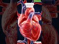 3D Animation of Human Heartbeat | #heart #beat