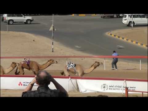 Camel racing in Abu Dhabi