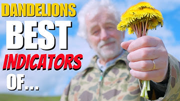 DANDELIONS are the BEST INDICATORS of...