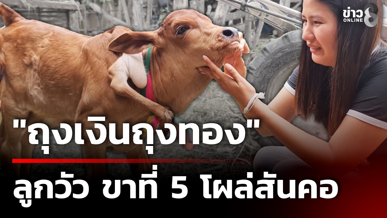ลูกวัวประหลาดขาที่ 5 โผล่สันคอ | 28 ก.พ. 69 | คุยข่าวเช้าช่อง8