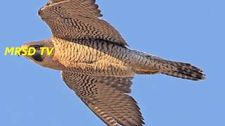 fastest flying birds