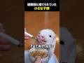 道路脇に捨てられていた小さな子豚